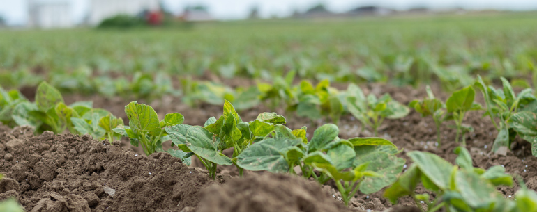 Mayocoba beans in the field - 1 month after planting Mayocoba beans in the field - 1 month after planting