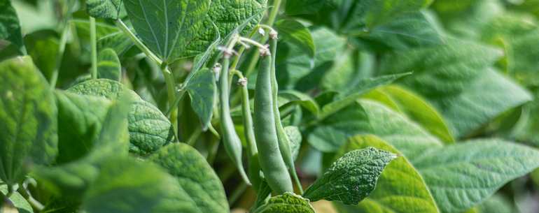 Bean harvest is almost here Bean harvest is almost here