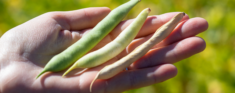 Mayocoba beans almost ready for harvest