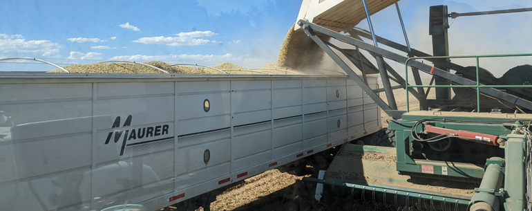 Bean Growing Season: 2022