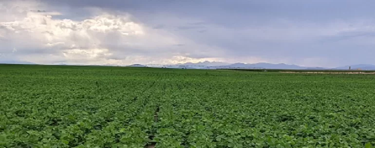 Terroir in Beans