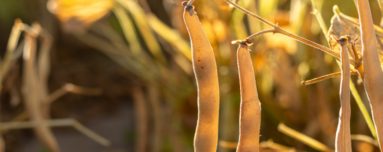 High Plains Bean Harvest Season