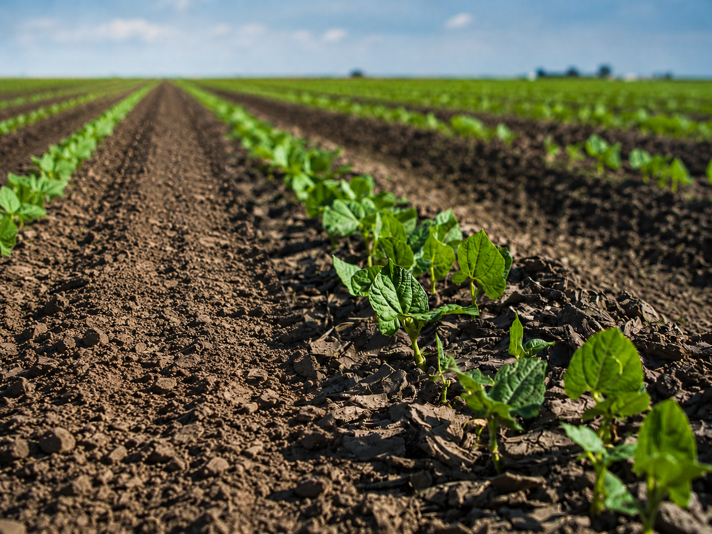 Bean Field Young Plants